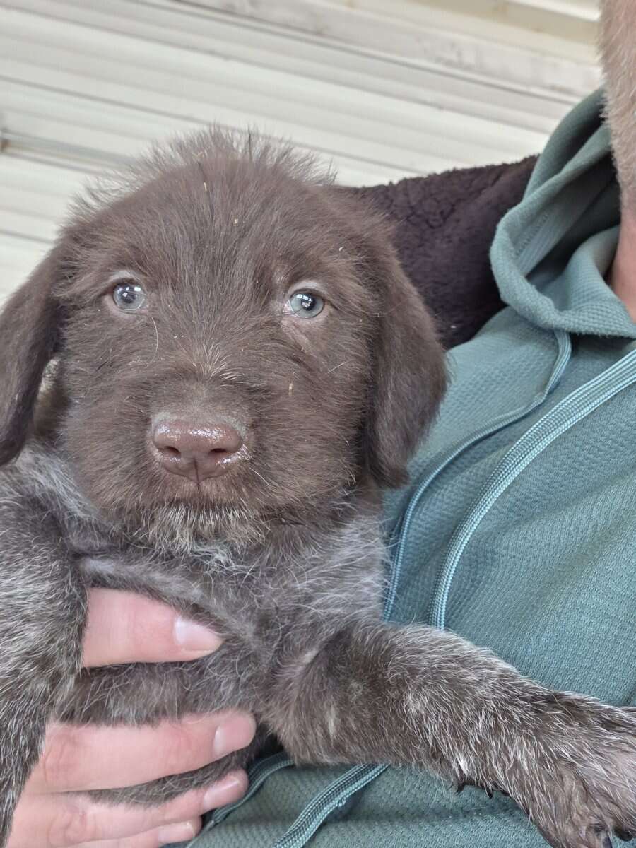 German Wirehaired Pointer Puppies image 2