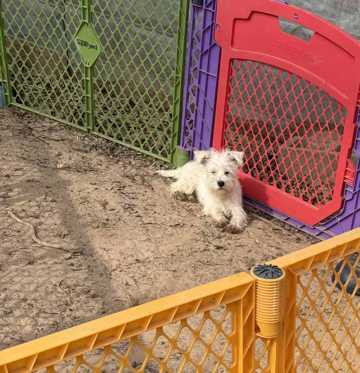 Miniature Female Schnauzer’s image 3