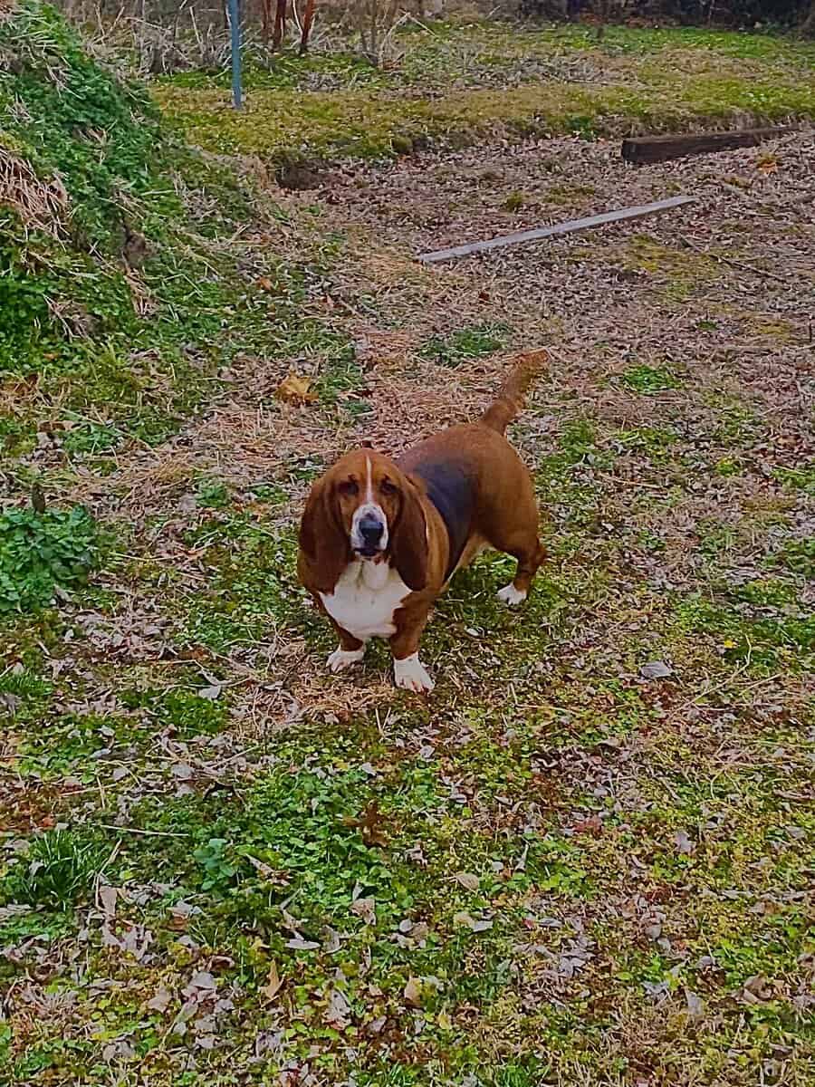 Aine- a 2 year old purebred basset hound image 4