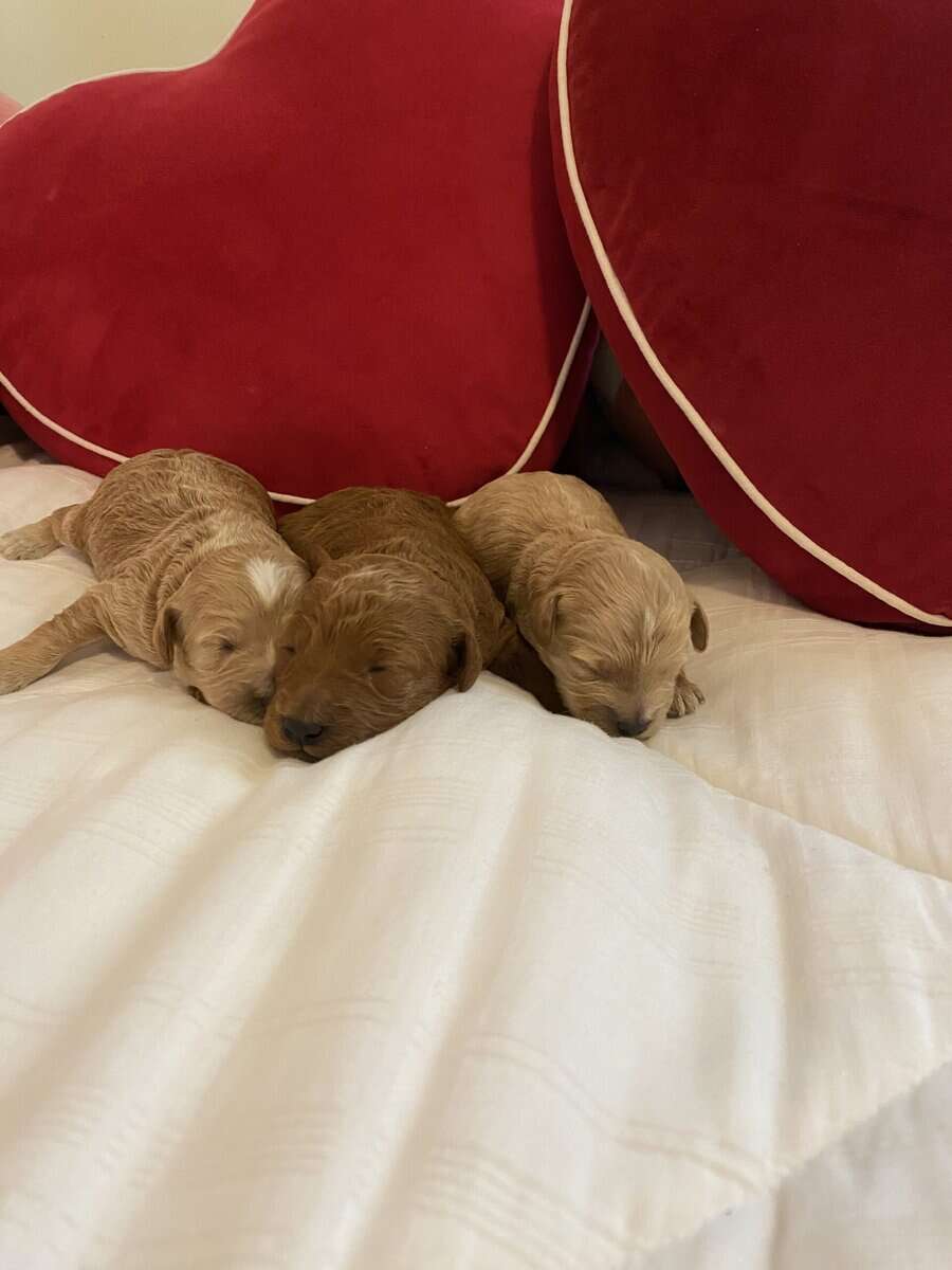 Have to be miniature, goldendoodle puppies image 1