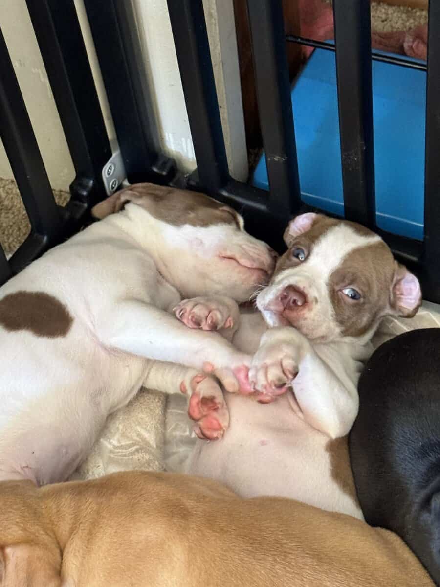 Pit Bull Puppies For Sale image 3