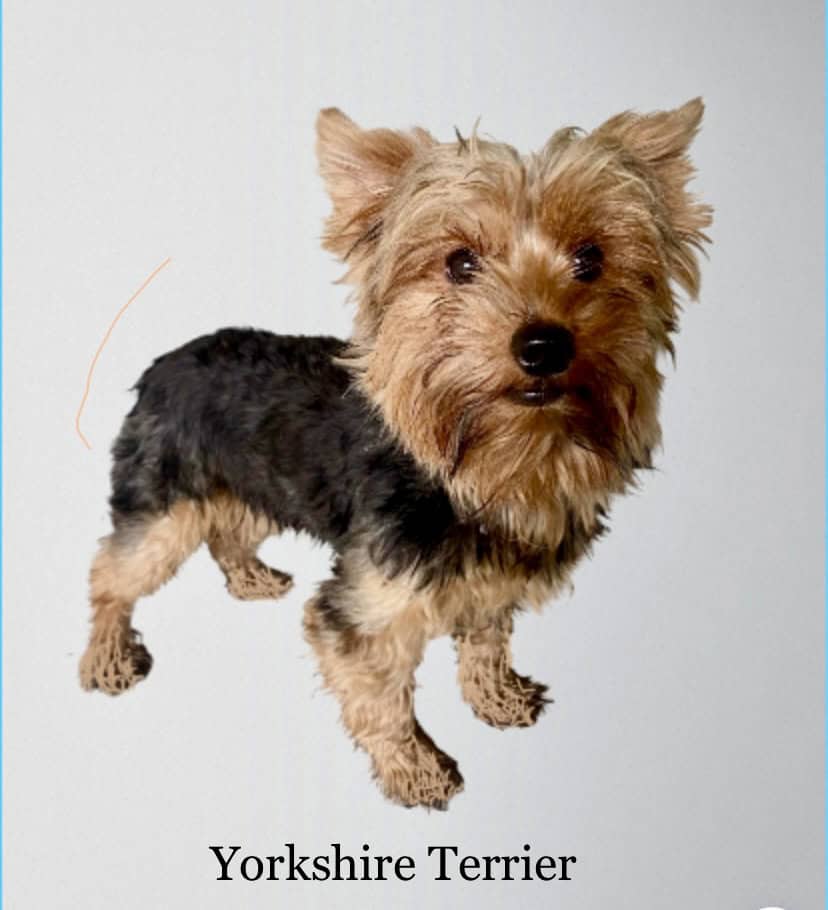 Female Yorkie image 2