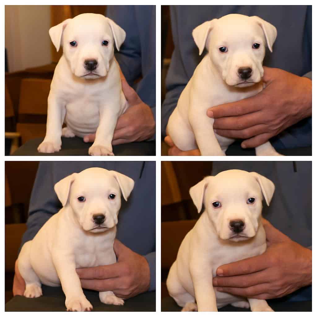 10 week old Staffordshire Terriers image 2
