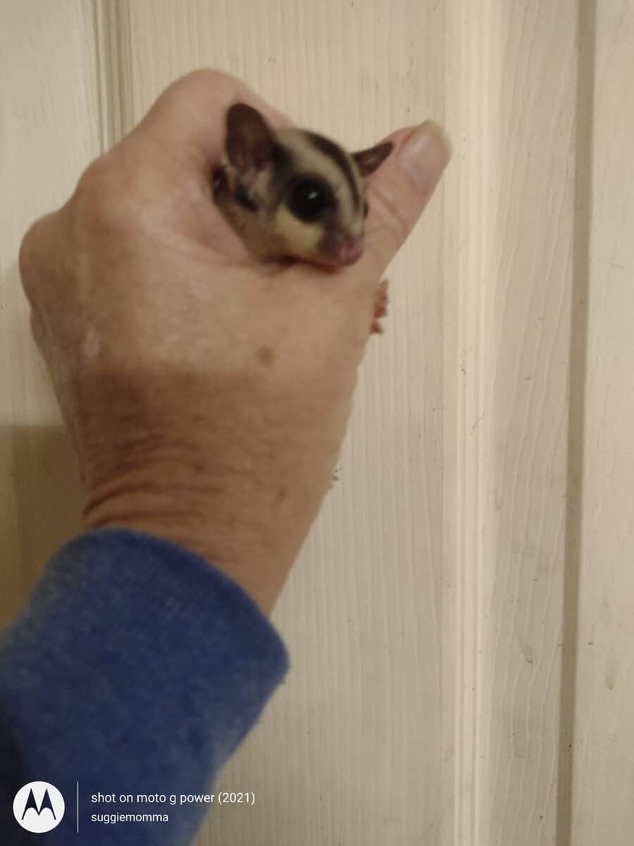 Sugar glider baby girl with lineage image 2