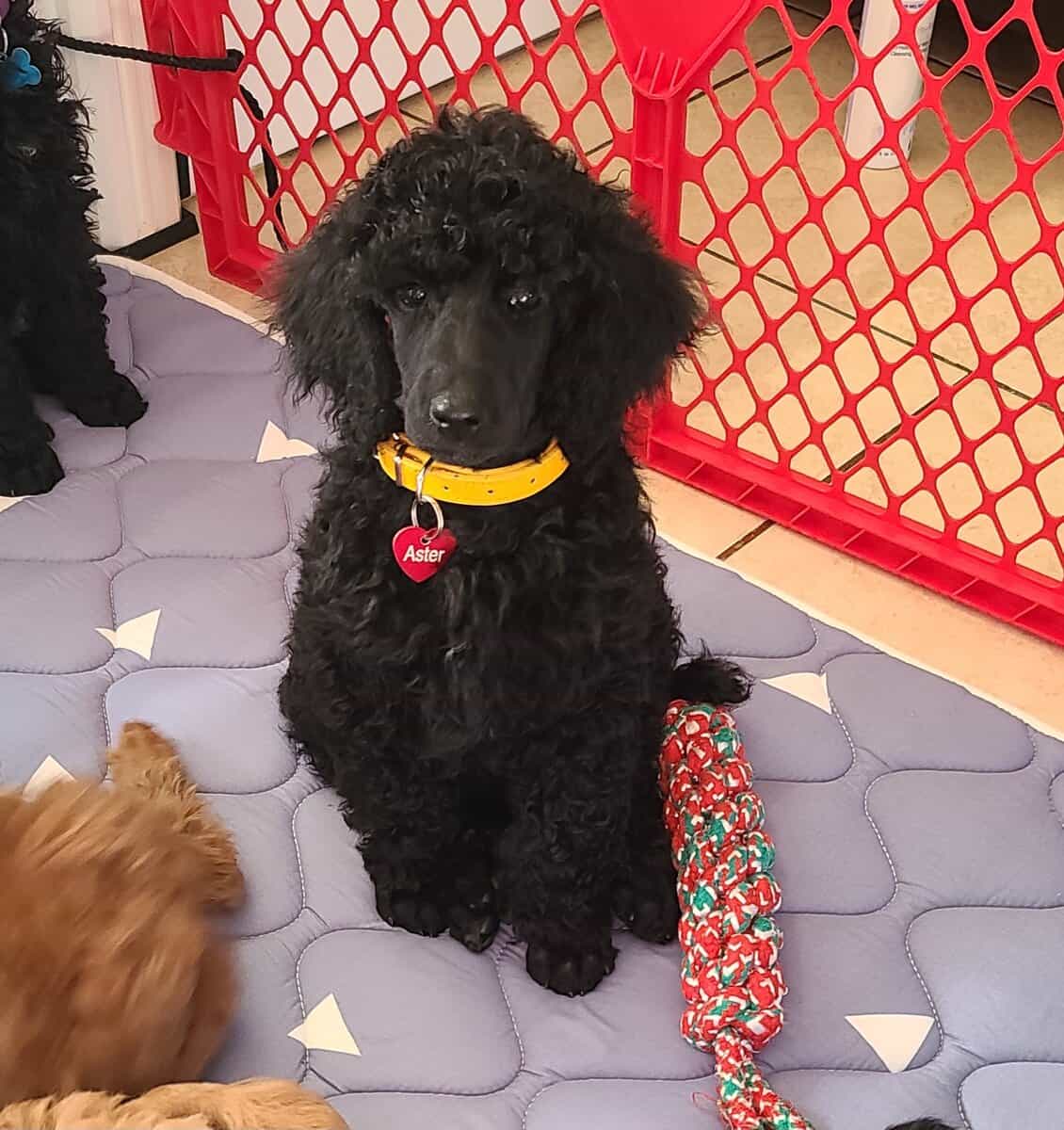 Standard poodle puppies image 1