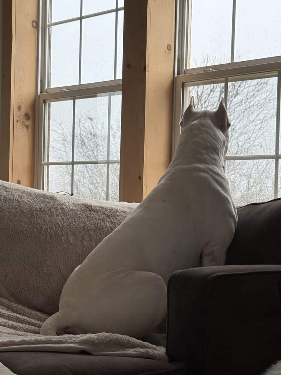 Akc dogo argentino puppies image 13