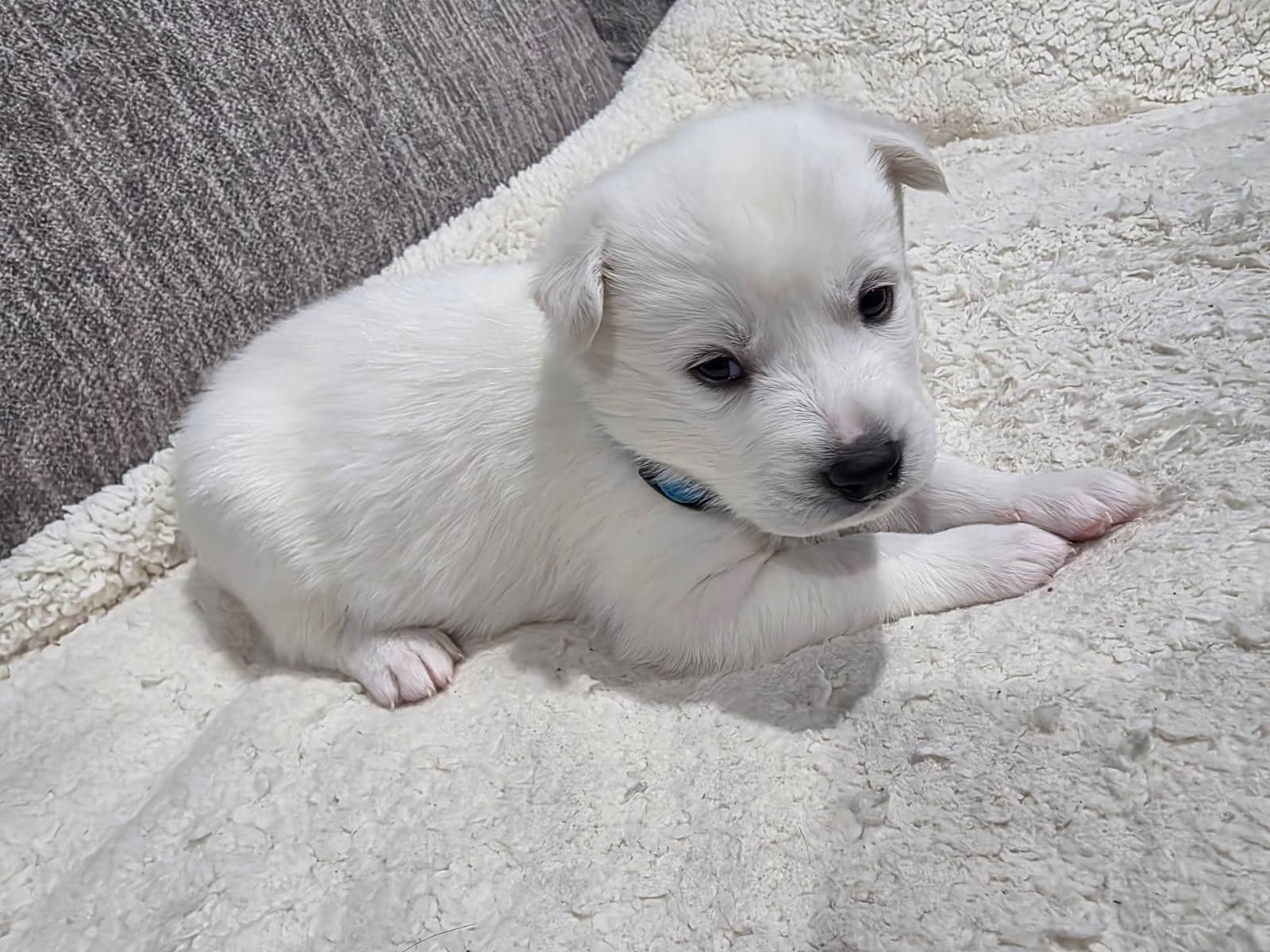 Siberian Husky puppy image 2