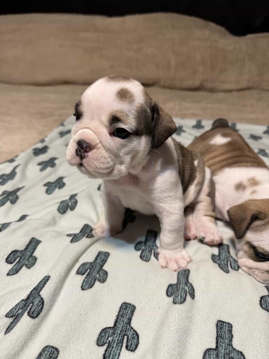 English Bulldog puppies image 18
