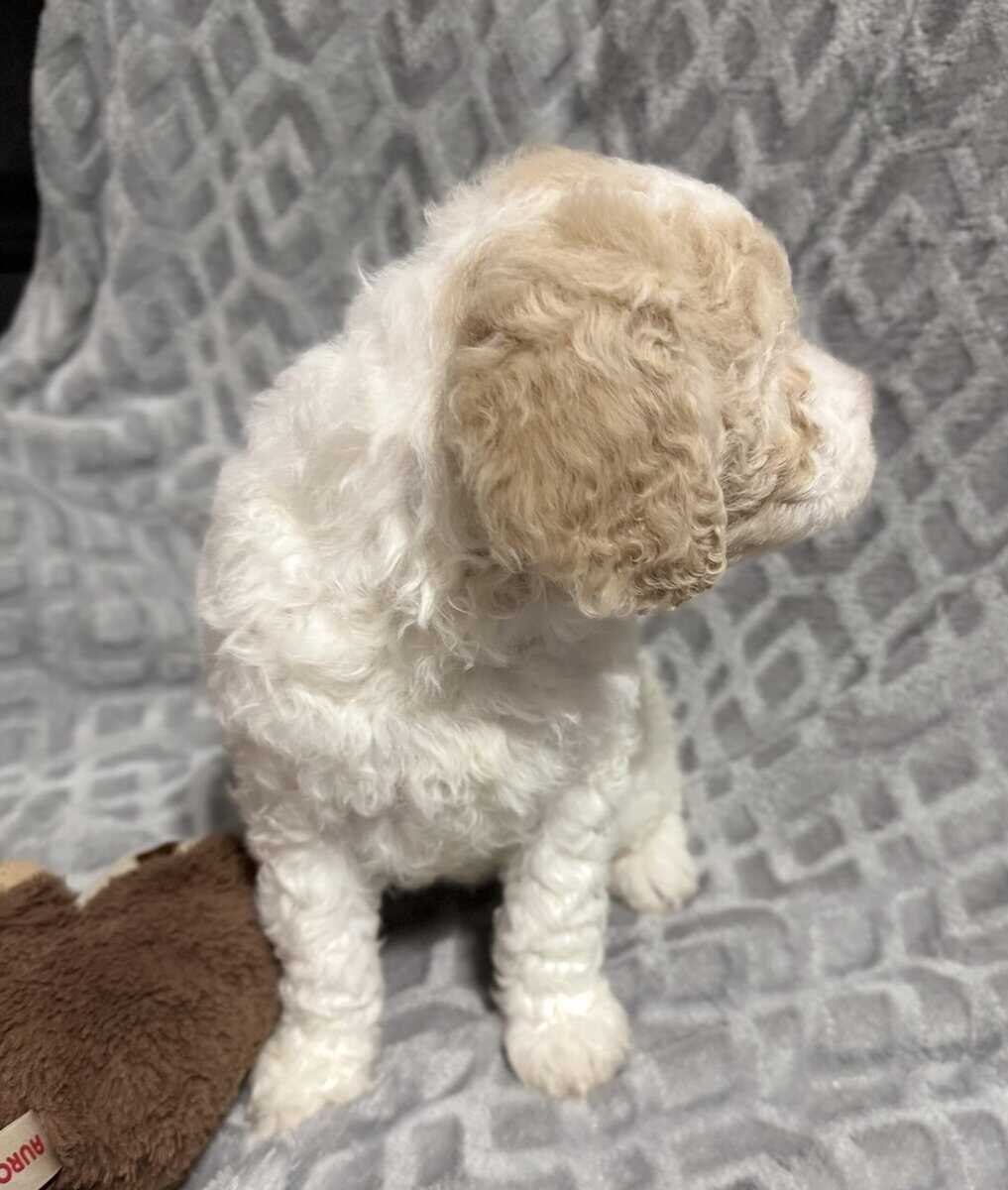 Golden Doodle Puppies image 4
