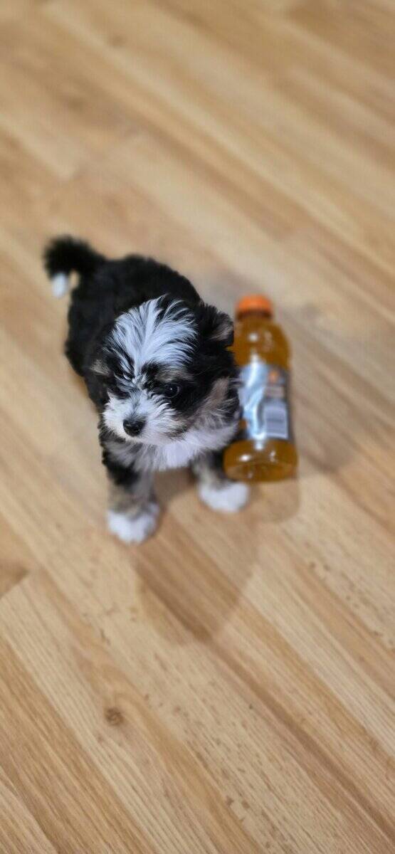 2 Shitzu/bichan and Toy Aussie/Pomeranian puppies image 3