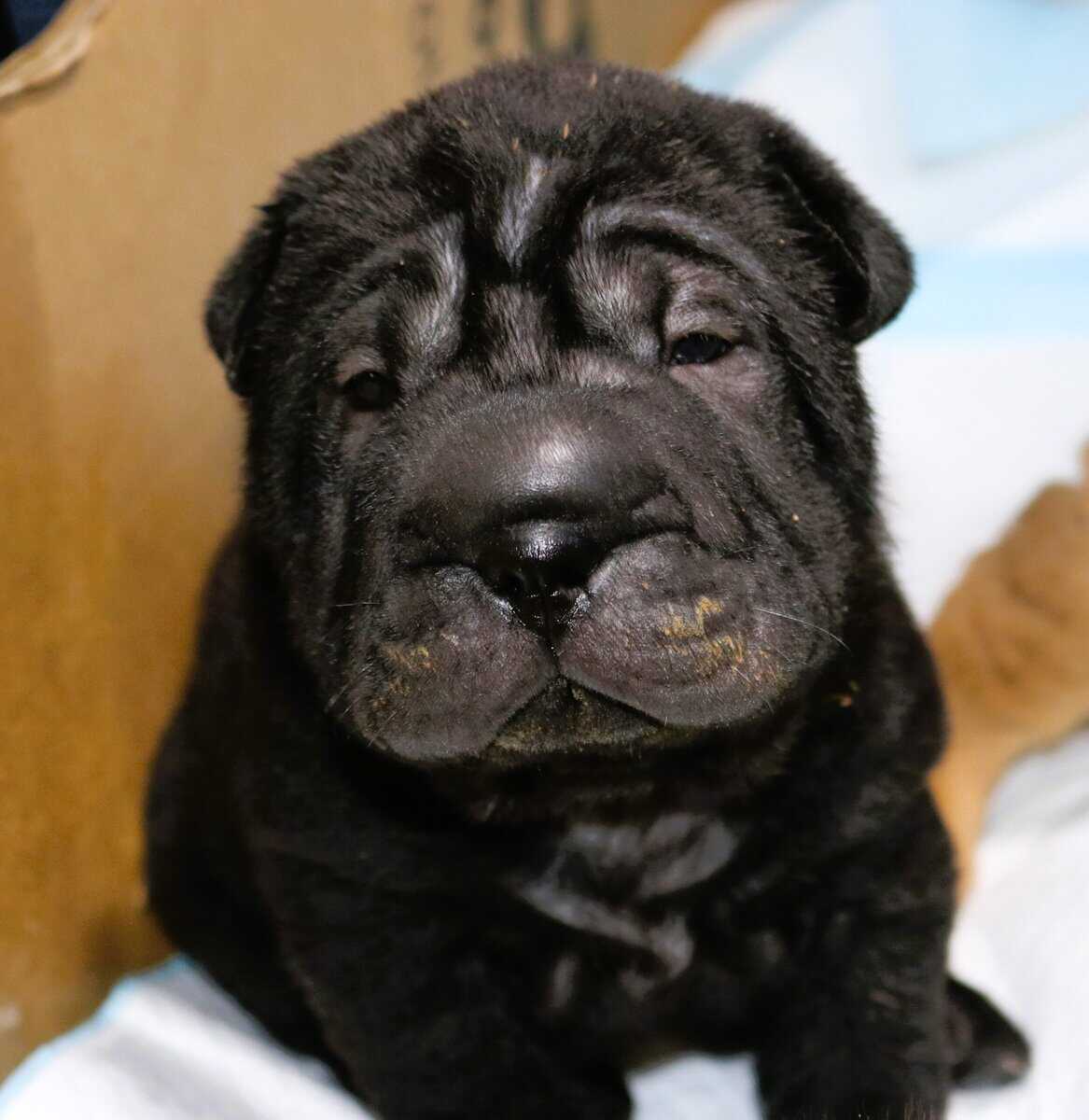 Buttercup Pups image 1