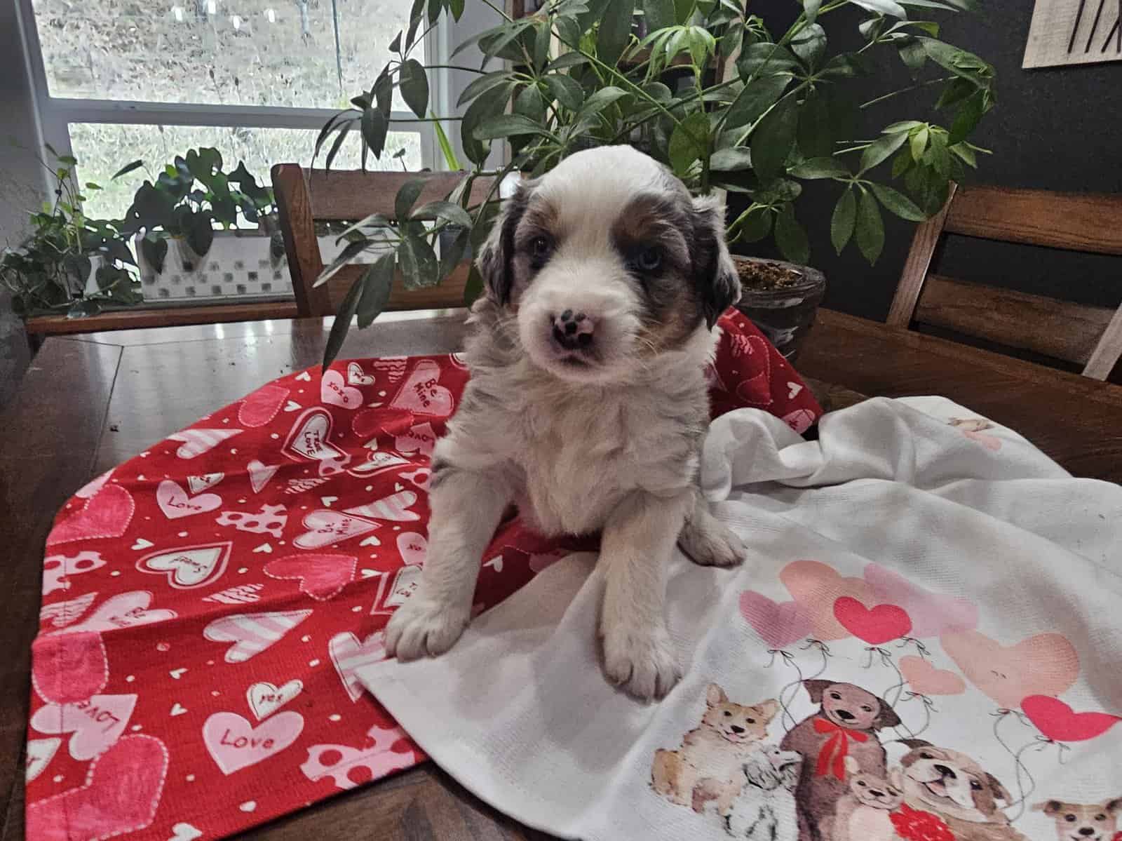 Mini Aussie Puppies image 5