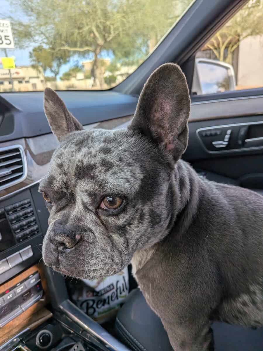 Female Frenchie - Sheila image 3