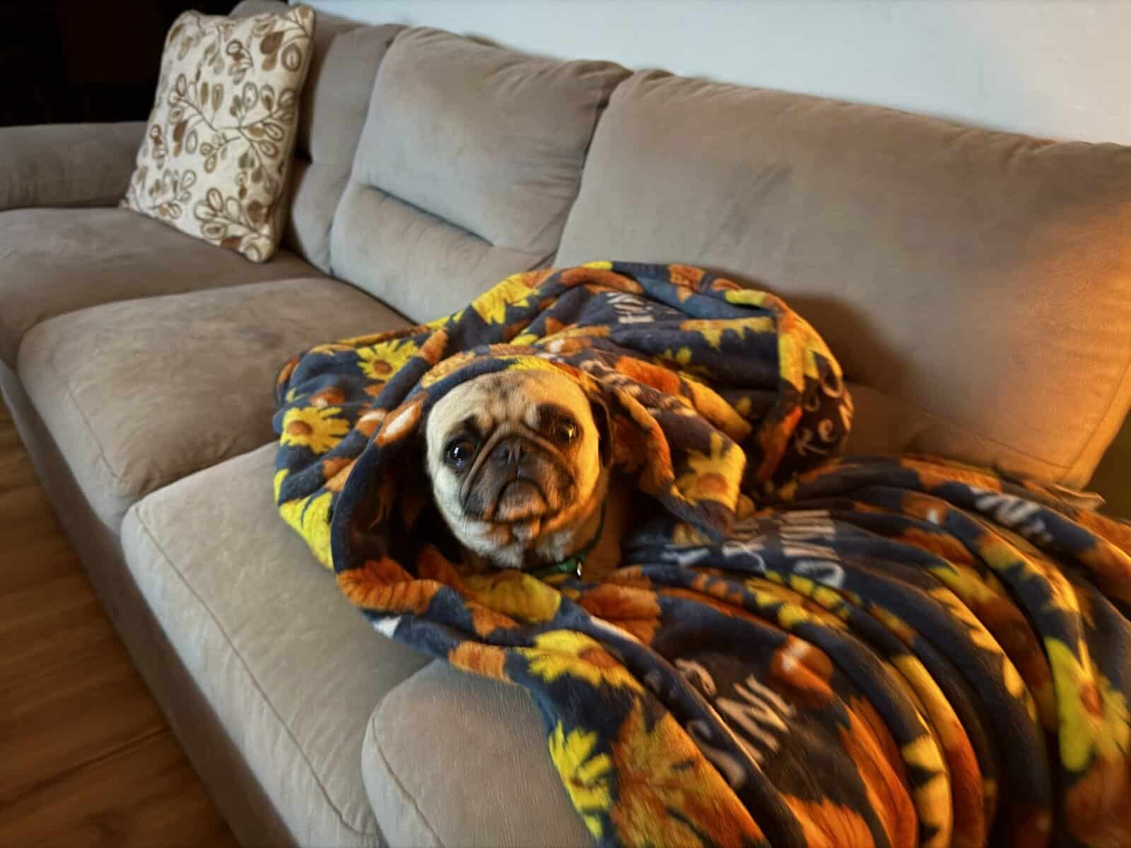 Pug free to good home image 1