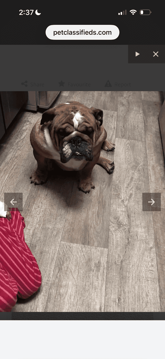 Dog needs home, I live in Pennsylvania image 1