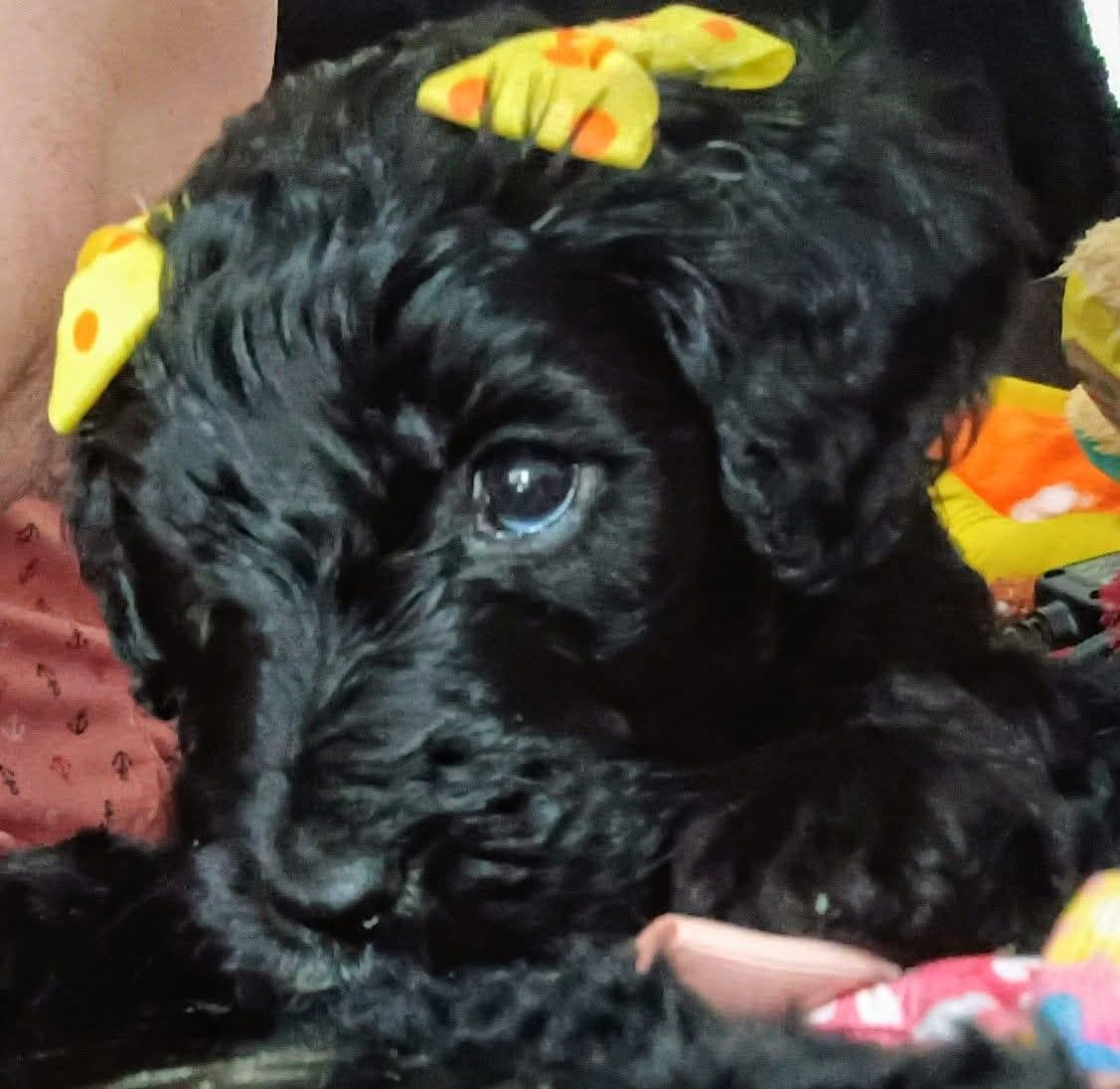 Labradoodles image 4