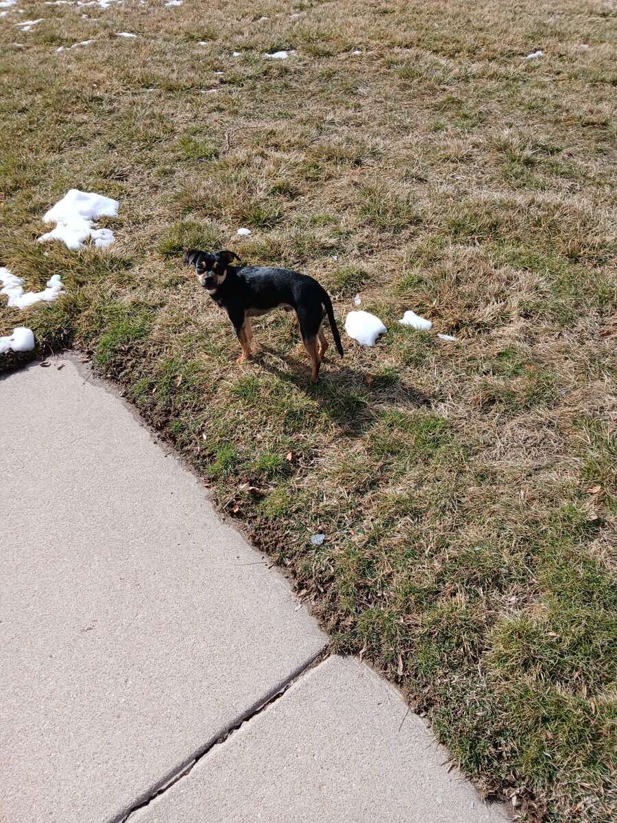 Puppy image 3