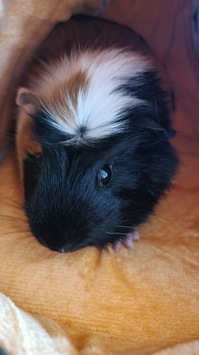 Guinea Pigs in need of a new home image 1