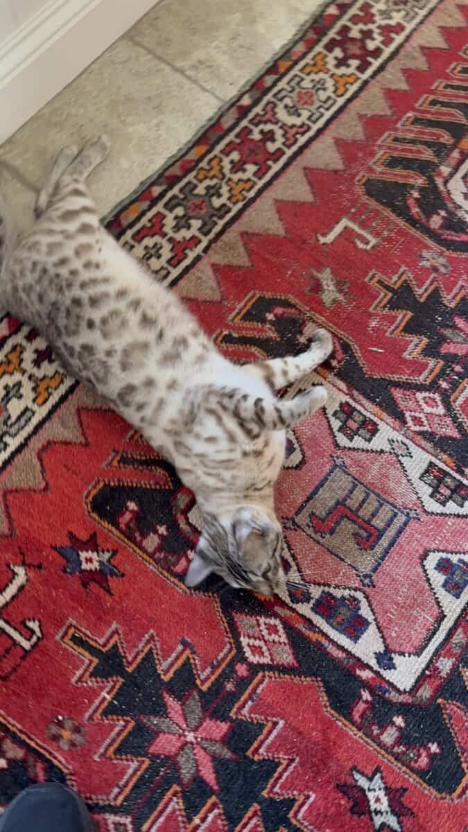 Bengal Cat 11 month old female for sale image 6