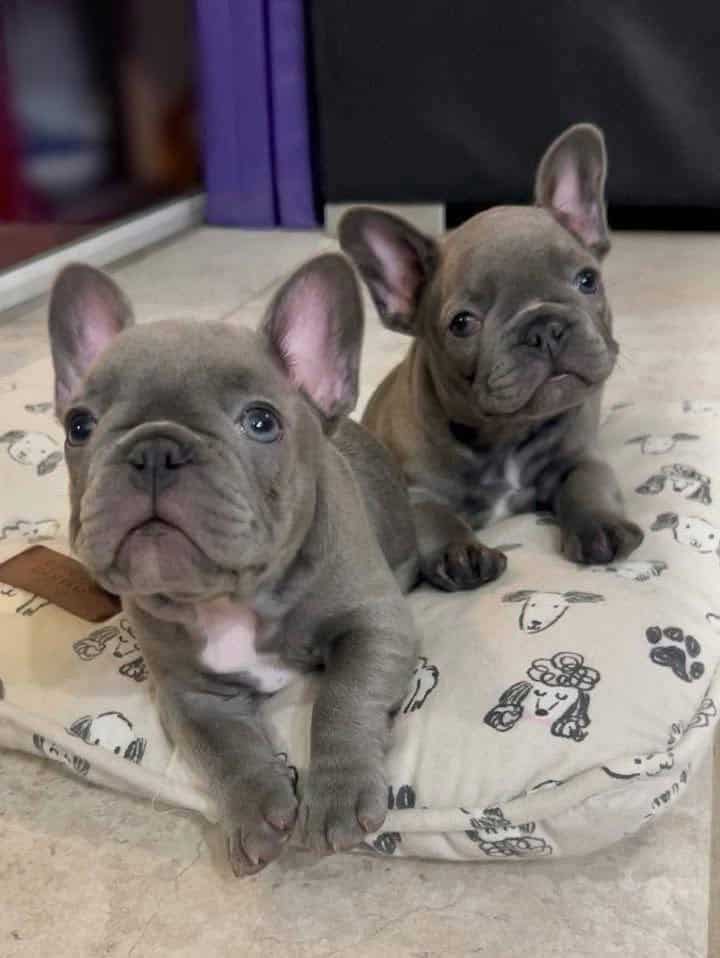 French bulldog Molly image 1