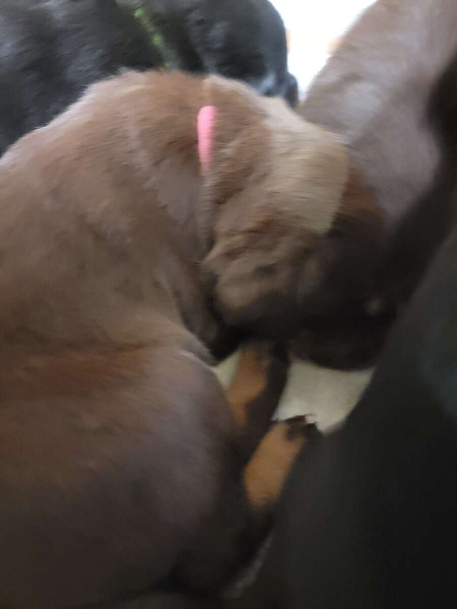 Chocolate lab/ Rotty mix image 9
