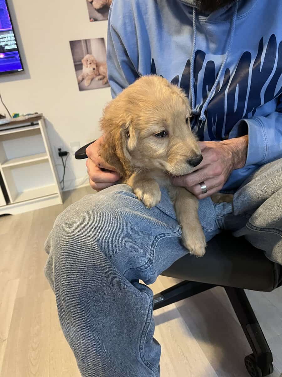 4 golden doodle puppies image 5