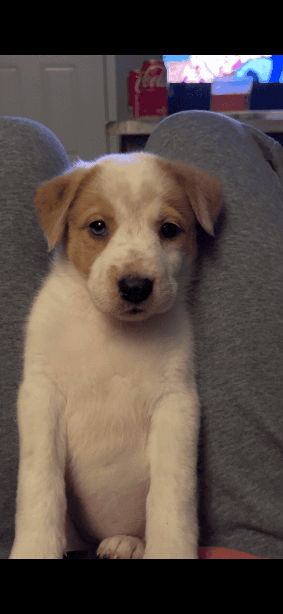 F Australian Shepherd/ Cattle Dog Puppy image 5