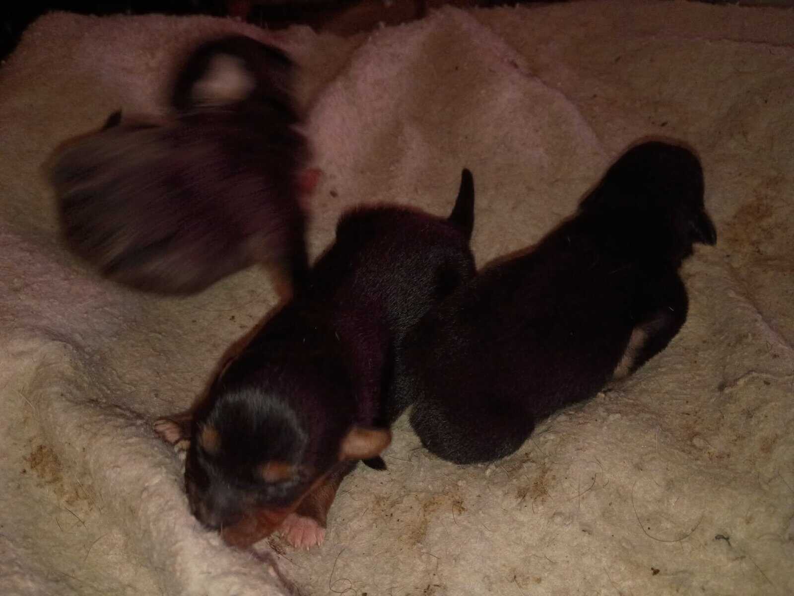 Blue and white full blooded female two twin pomchi image 3