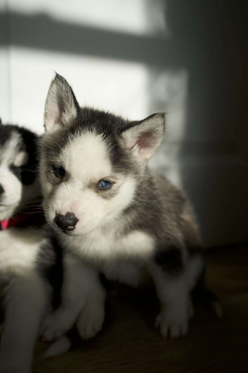 Koda image 1