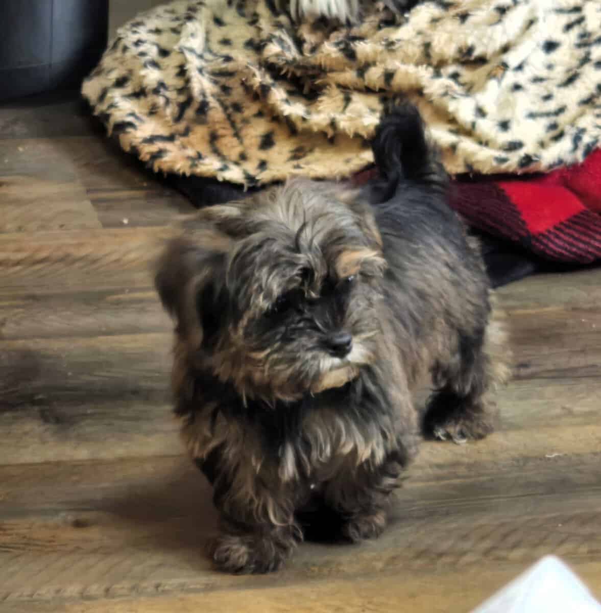 Shorkie male and female puppies image 3