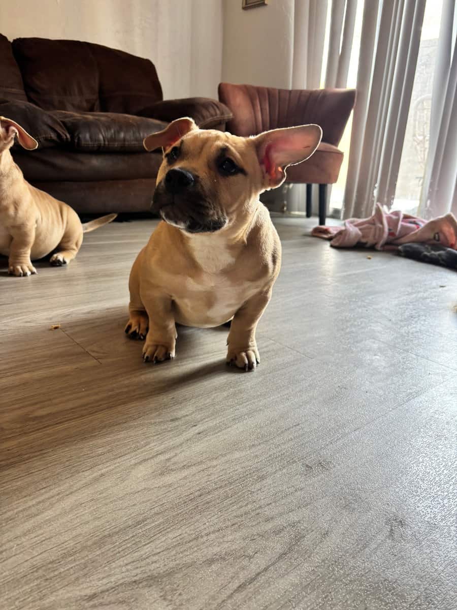 Pocket bullies for sell image 5