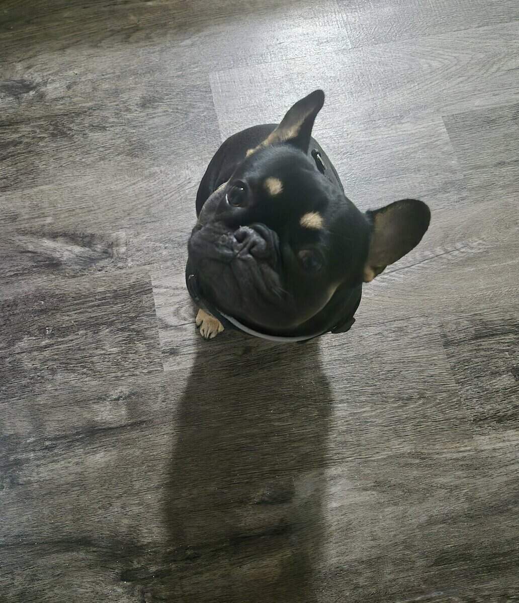 French Bulldog Male pup image 1