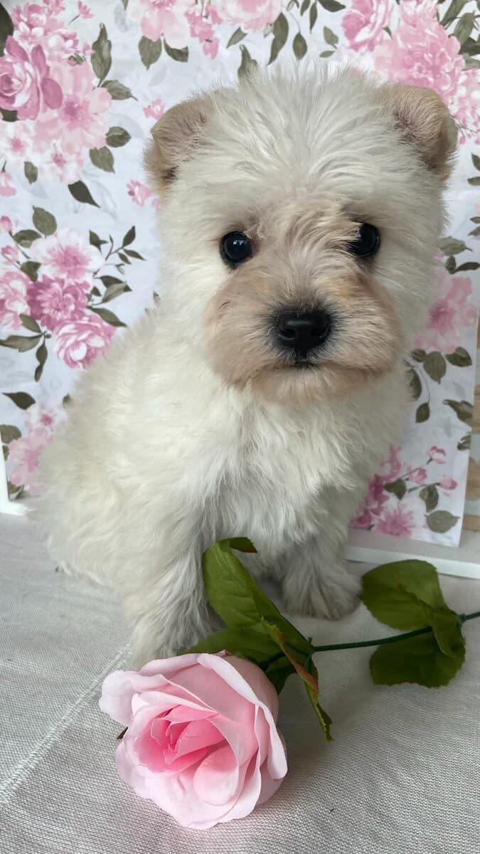 Schnauzer Mix image 1