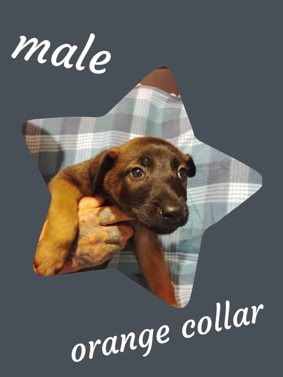Belgian malinois image 3
