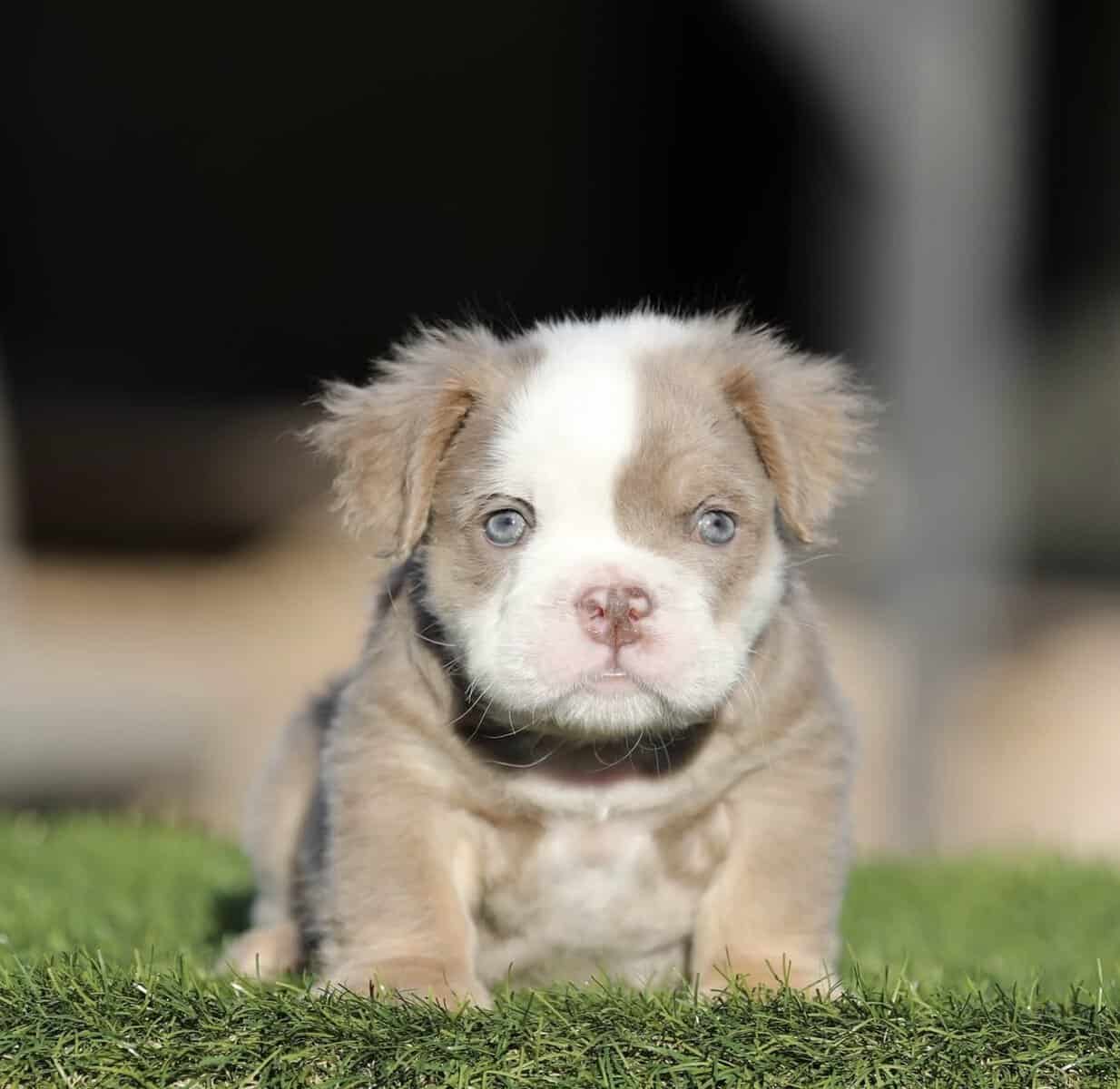 English Bulldog image 2