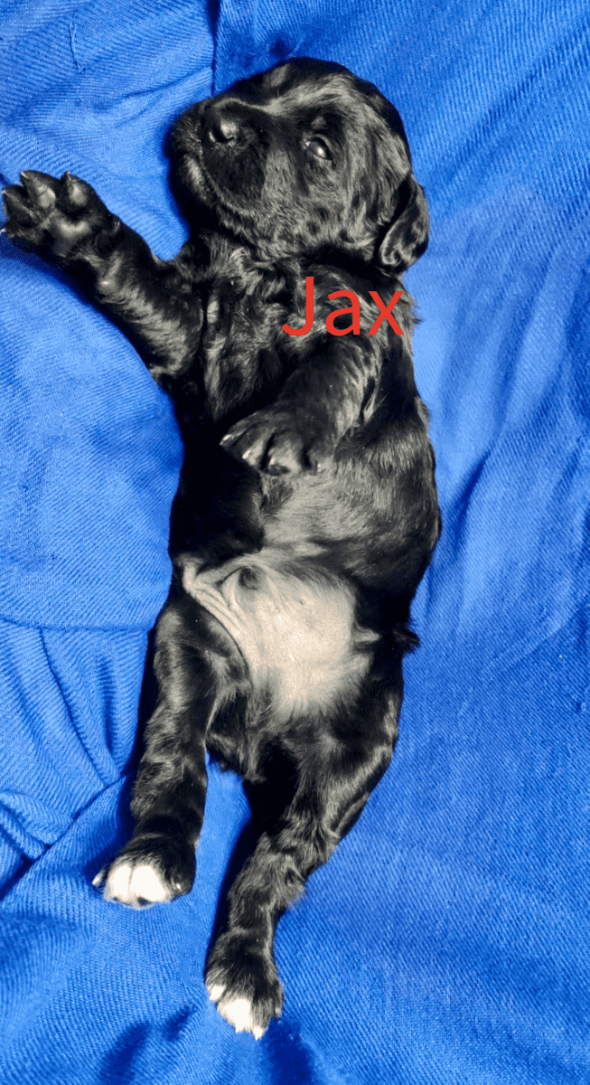 Labradoodle! image 18