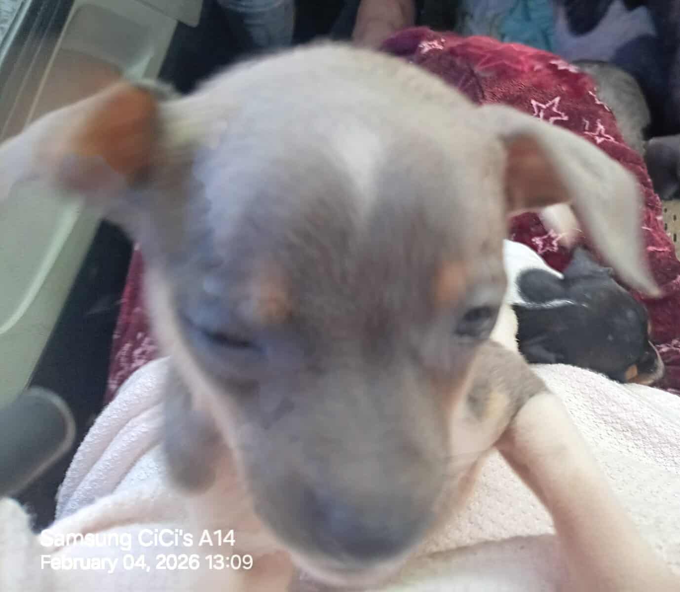 Pinhuahua Puppies image 3