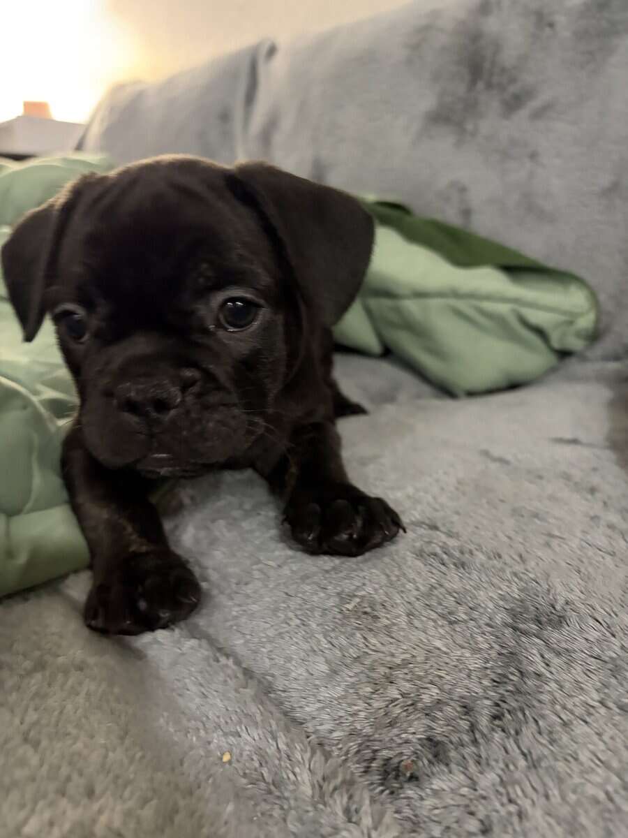Rehoming my amazing French Bulldogs image 4