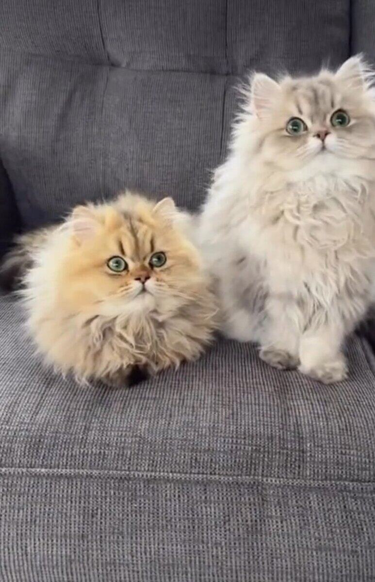 CFA Certified Persian Kittens image 2