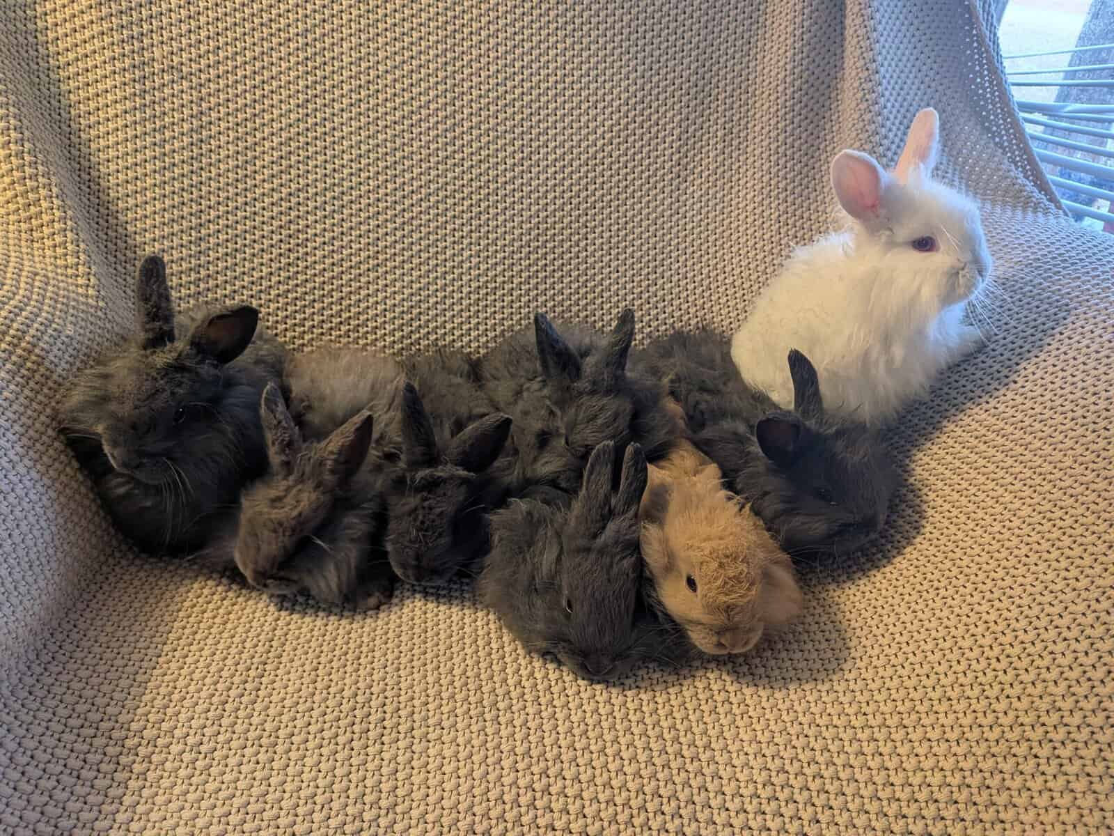 French Angora image 2