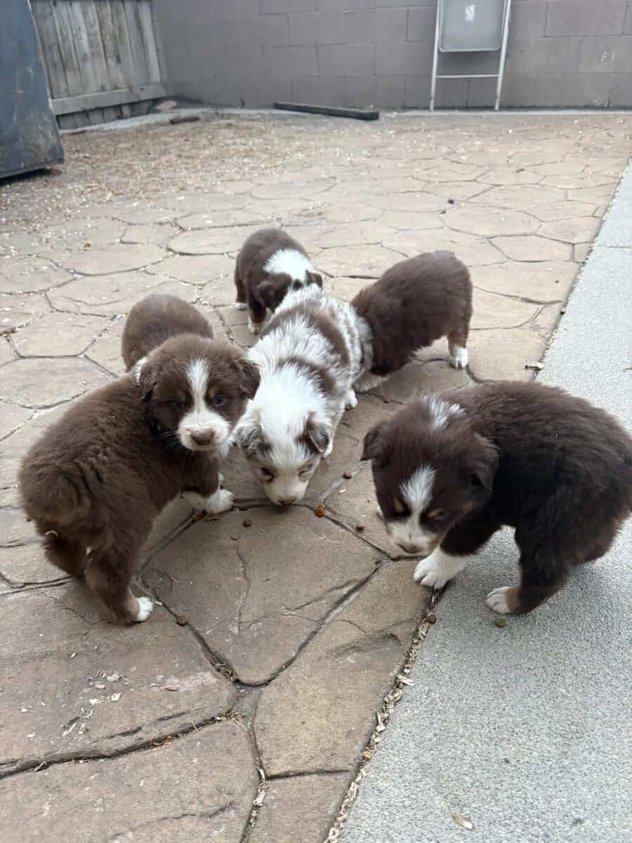 Australian Shepherd Puppies image 5