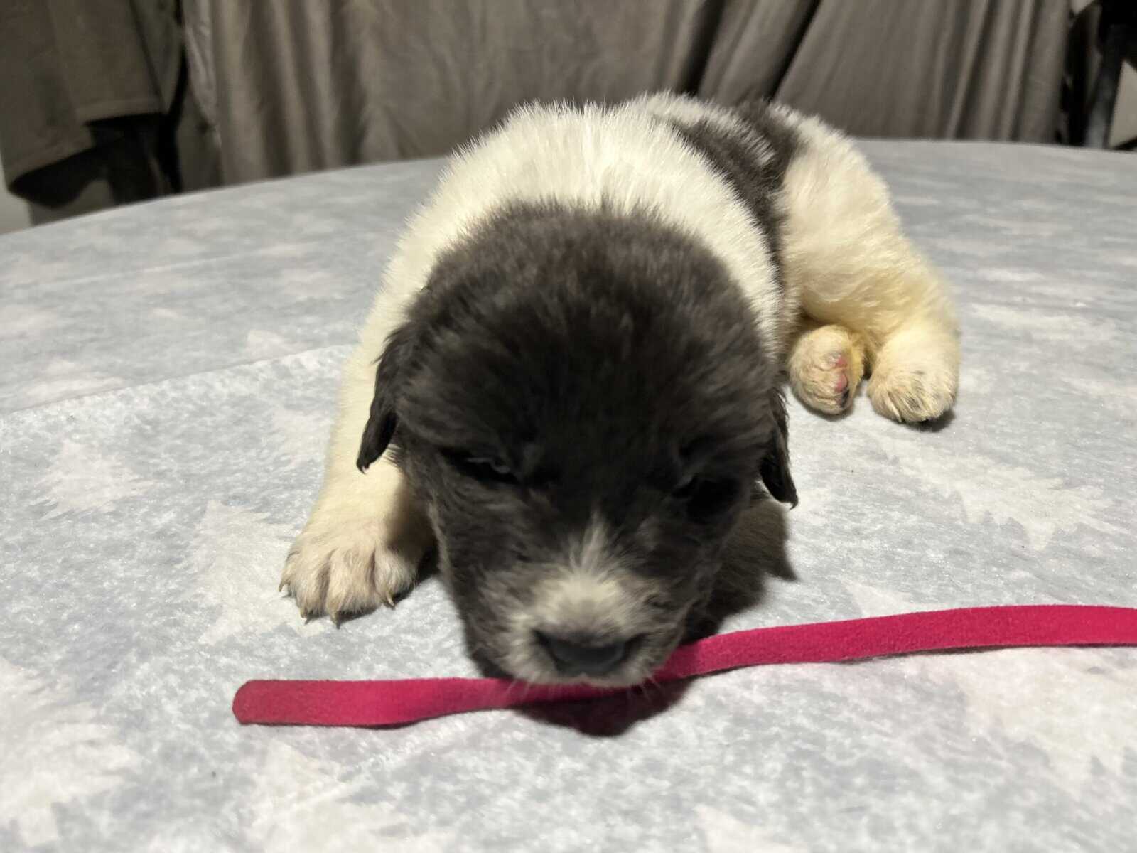Newfoundland x Great Pyrenees image 21