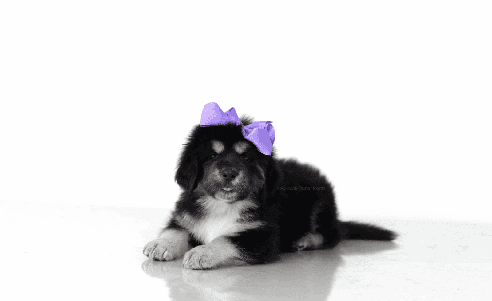 Tibetan Mastiff image 1