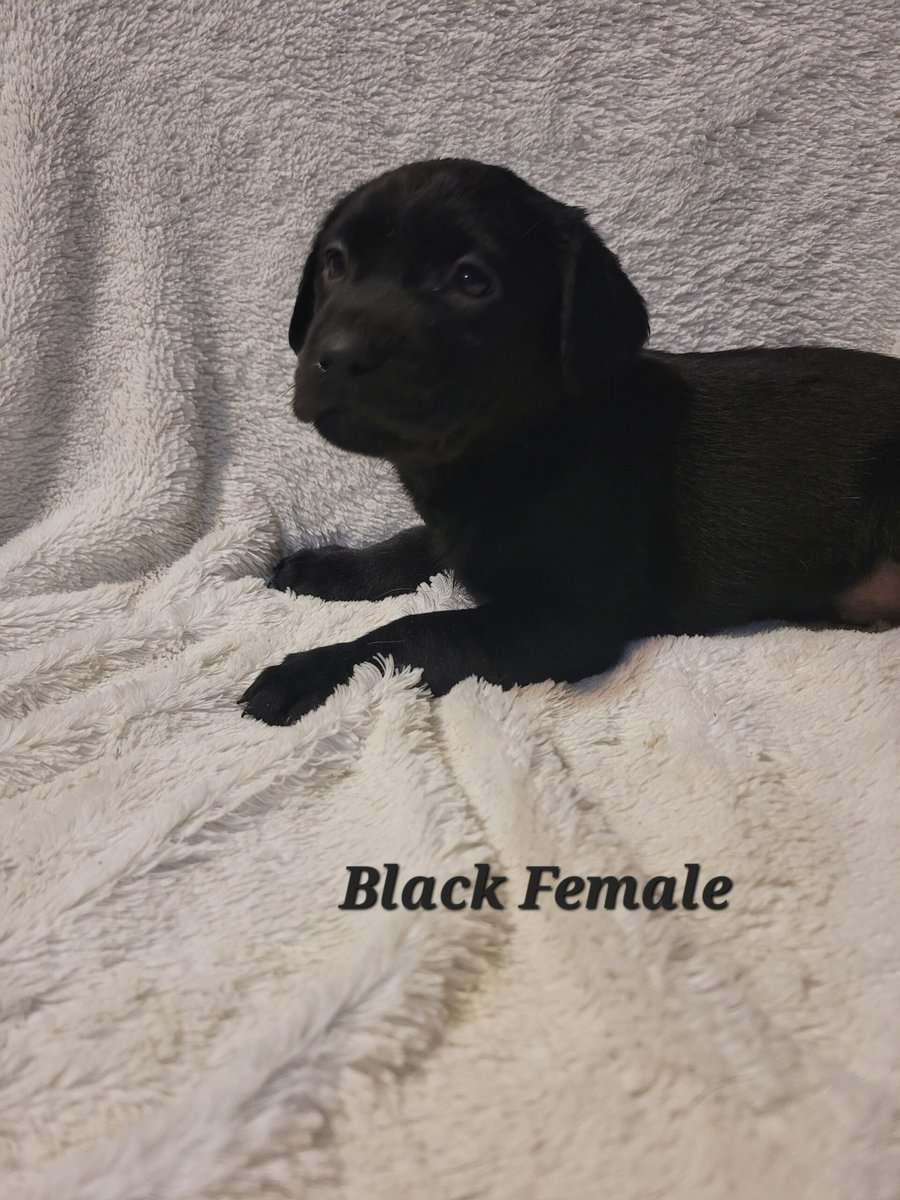 Lab Puppies image 3