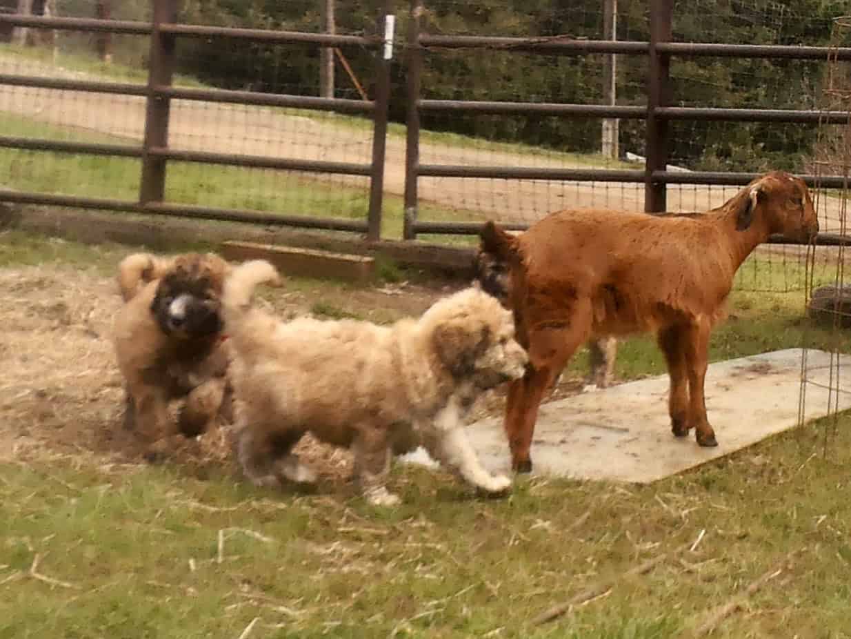 Livestock and Companion Guardian puppies dog image 1