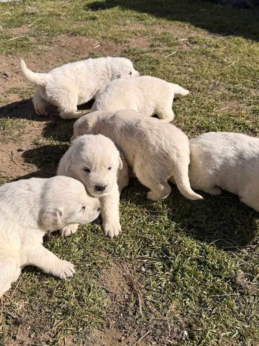 11 Great Pyrenees image 2