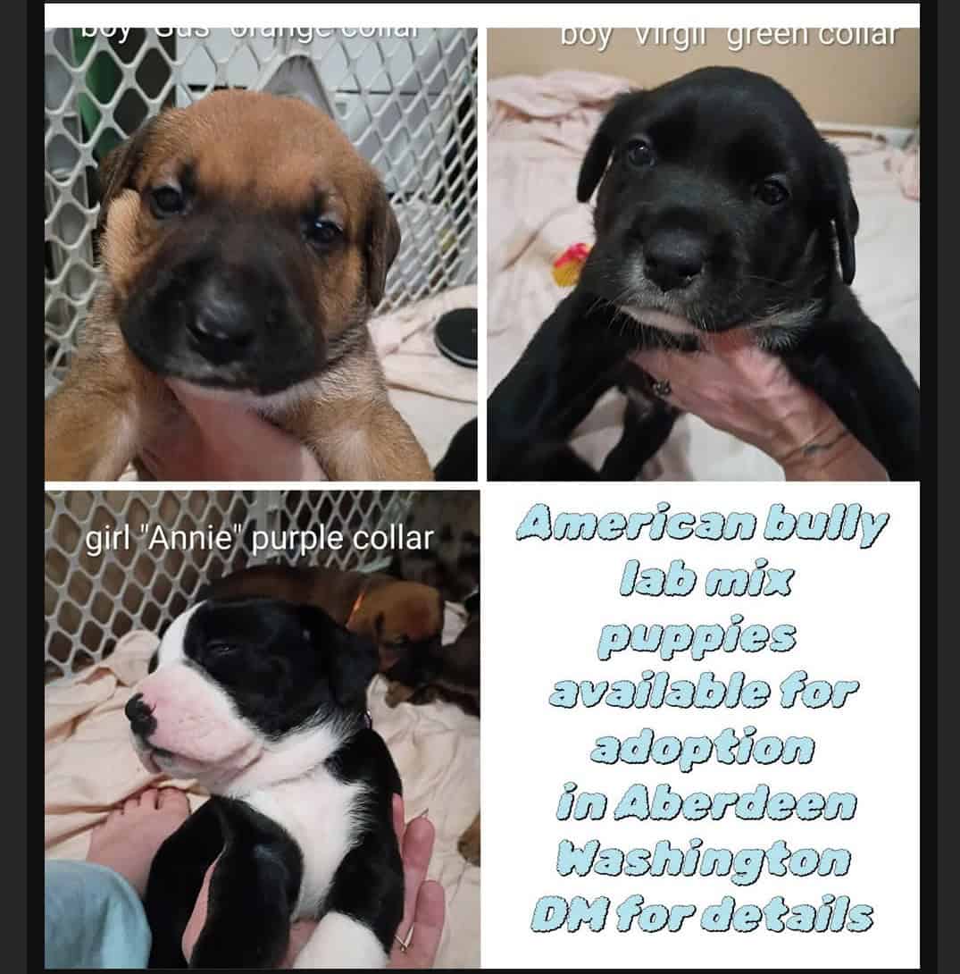 American Bully lab mix puppies image 2