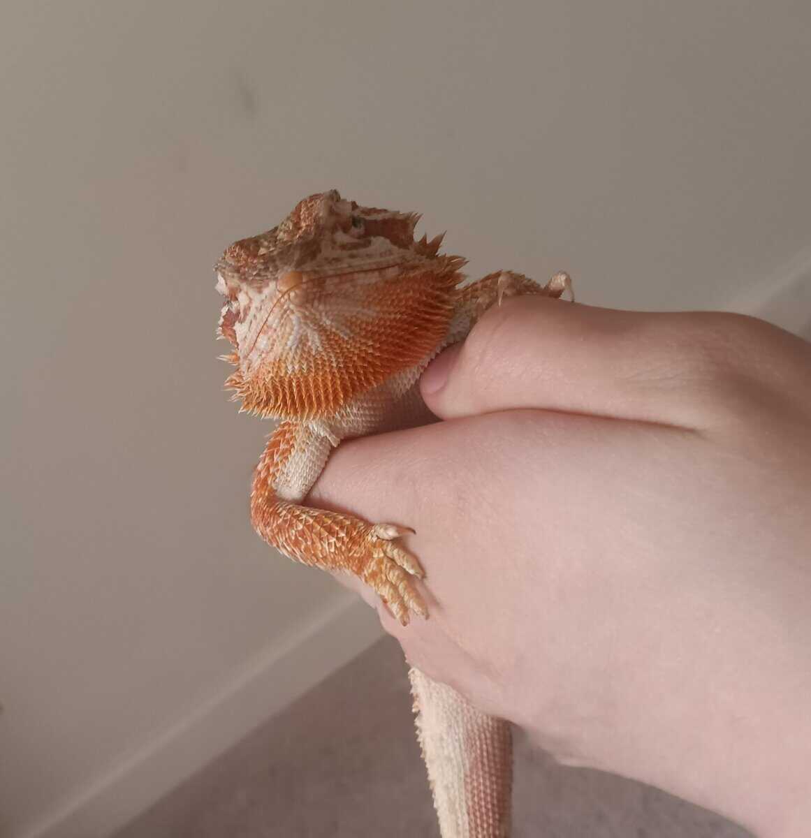 Red morph bearded dragon image 2