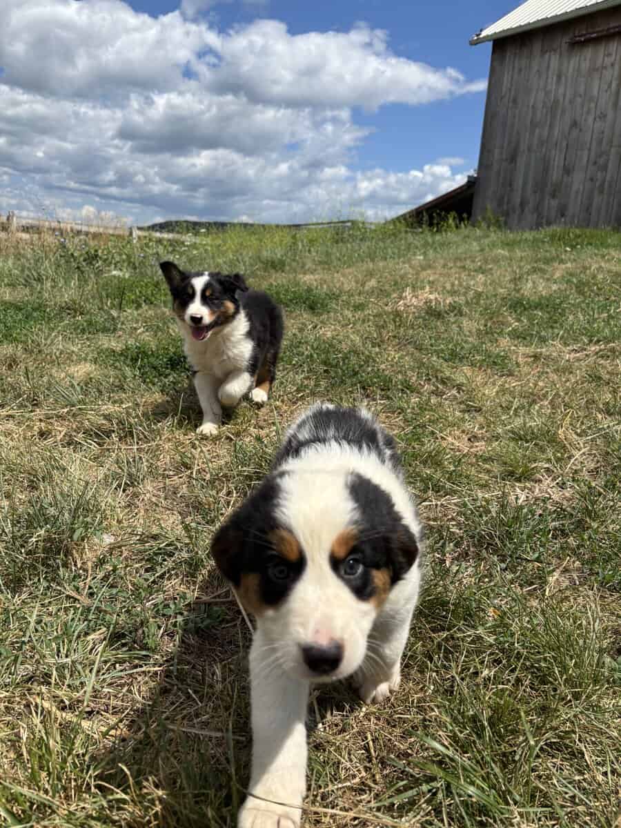 Tricolor Australian Shepherds 8 weeks image 6