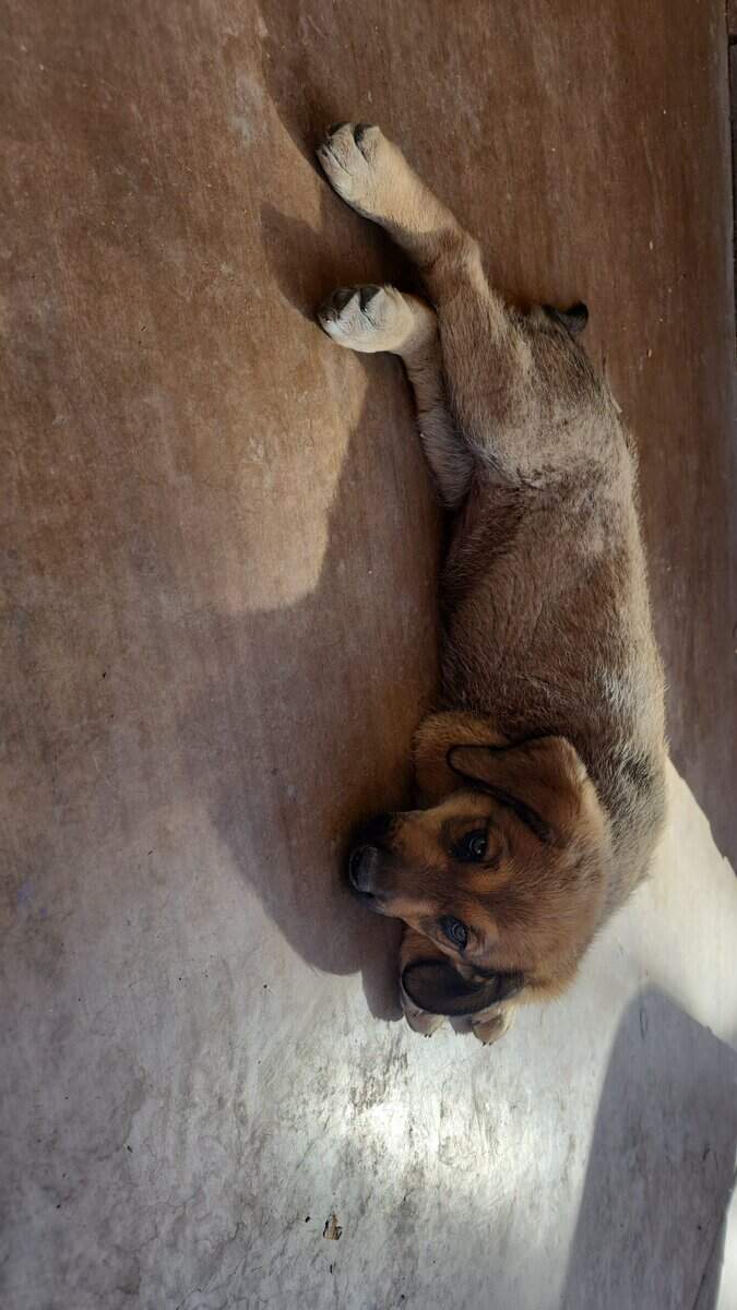 Belgian Malinois/Lab Puppies image 1